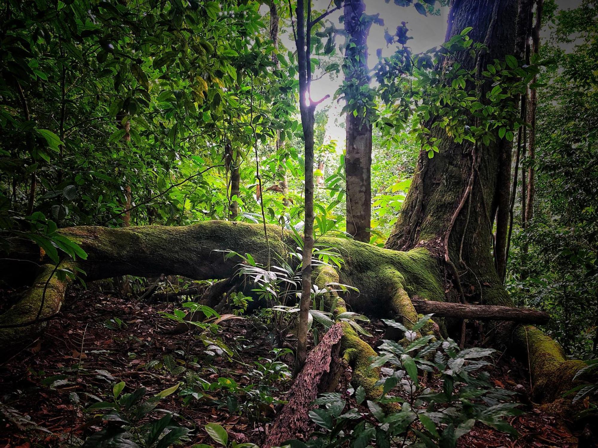 El Remanso Rainforest Lodge Puerto Jiménez Екстериор снимка